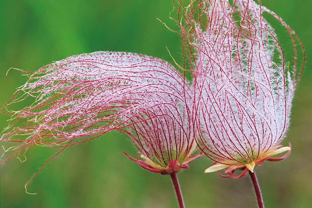 Canada-Manitoba-Birds Hill Provincial Park Three-flowered avens close-up art print by Jaynes Gallery for $57.95 CAD
